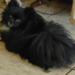 Little Man - Pomeranian