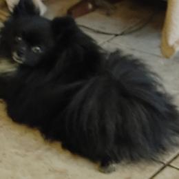 Little Man - Pomeranian