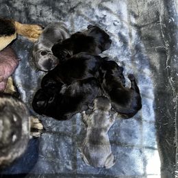 French Bulldog Puppies from Ayala’s