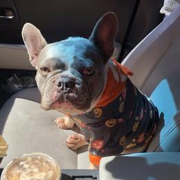 French Bulldogs from Danielle's Frenchies