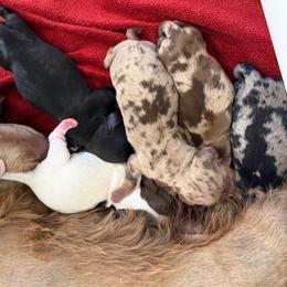 Dachshund puppies from Pretty Dachshunds 661