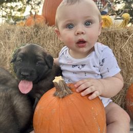 Leonberger Puppies from Magnolia Leos