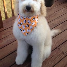 Goldendoodle All Grown Up from Connie’s Goldendoodles