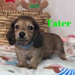 Tater - Black and tan male Dachshund puppy in Monitor, Washington from Shannon Dolly’s Dachshunds