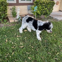 Millie - Poodle