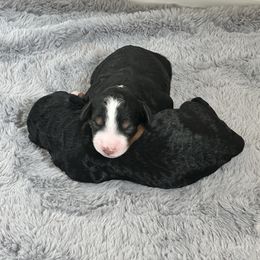 Bernedoodle puppies from SoCal Doodles