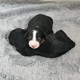 Bernedoodle puppies from SoCal Doodles