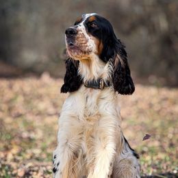 Attie - English Springer Spaniel