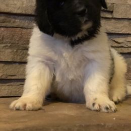 Newfoundland Puppies from Bookcliff Newfies