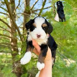 Scout - Tri-color female Bernedoodle puppy in Wamego, Kansas from Doodles of Oz
