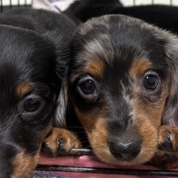 Dachshunds from McQueen farms