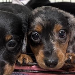 Dachshunds from McQueen farms