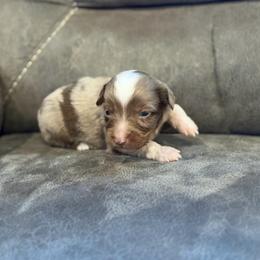 Cognac - Red merle male Miniature Australian Shepherd puppy in Oronogo, Missouri from Dutton's Show Me Farms