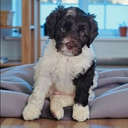 Conway - Chocolate male Australian Labradoodle puppy in Glenford, Ohio from Mi-De Doodles