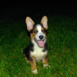 American Corgi and Pembroke Welsh Corgi Puppies from Kates Corgis