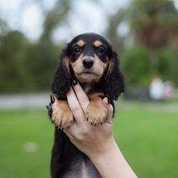 Grookey - Black and tan male Dachshund puppy in Tampa, Florida from EntityDachs