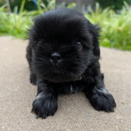 Gray Goober - Black male Shih Tzu puppy in Metropolis, Illinois from Super City Kennels