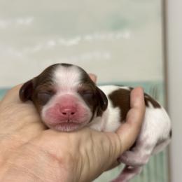 Boy 1 - male Dachshund puppy in Lakeland, Florida from Elite Doxies Florida