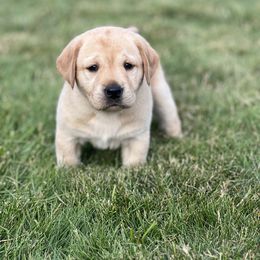 Labrador Retriever Puppies from Buena Vista Labradors