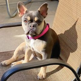 French Bulldogs from Lerma Family Frenchies