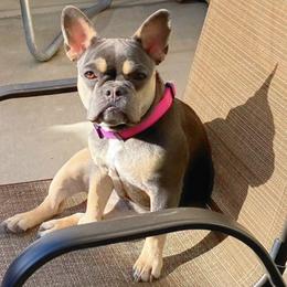French Bulldogs from Lerma Family Frenchies