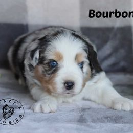 Bourbon - Blue merle male Miniature Australian Shepherd puppy in Garden Plain, Kansas from Krazy K Aussies