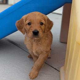 Golden Retriever puppies from Fur Hollow Puppies