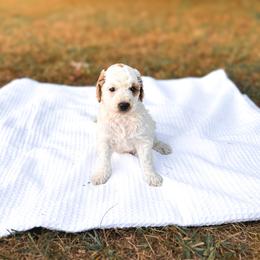 Blessing - Parti male Goldendoodle puppy in Russell Springs, Kentucky from Milk & Honey Doodles