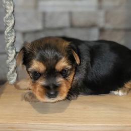 Thor - Black and tan male Yorkshire Terrier puppy in Vancouver, Washington from Yorkastle Kennels