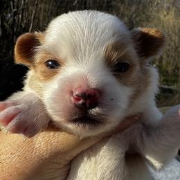 Girl 3 - white and lemon female Companion Cross puppy in Rocky Top, Tennessee from WayMakers Papillons & Poodles