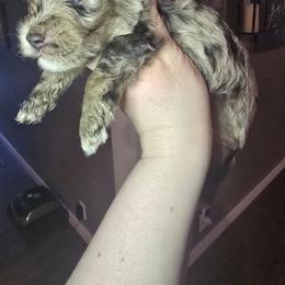 Puppy 1 - Parti male Miniature Schnauzer puppy in Calera, Alabama from Burnett Cove Kennels