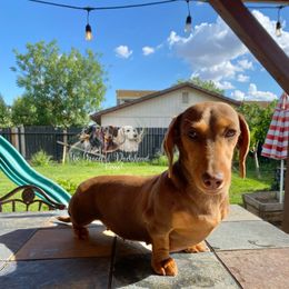 Amara - Dachshund