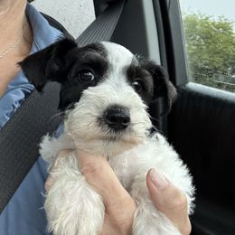 Border Collie and Miniature Schnauzer Puppies from Circle R Sidney