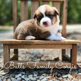 Clifford - Sable and white male American Corgi puppy in Cameron, North Carolina from Butts Family Corgis
