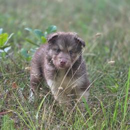 Male 3 - male Native American Indian Dog puppy in Green Creek, North Carolina from NAID Preservation Project: Corn Moon Medicine Dogs