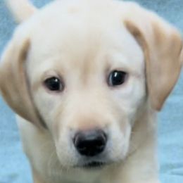 PINK Girl - Labrador Retriever puppy from Lucky Labrador Retrievers