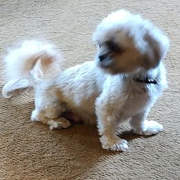 Shih Tzus from Shaggy Shih Tzu