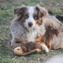 Miniature Australian Shepherd puppies from Texas Bluebonnet Herders