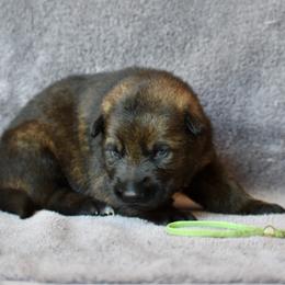 Green - Sable male German Shepherd puppy in Cherryville, North Carolina from Masky Kennel