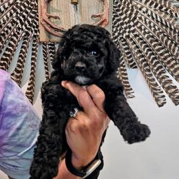 Jamaica - Black female Goldendoodle puppy in Forest, Ohio from Mini Doodle Buddies