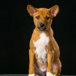 Basenji Puppies from Dibu Basenjis