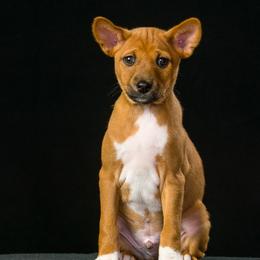 Basenji Puppies from Dibu Basenjis