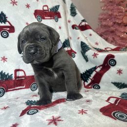 Lilac collar - Gray female Cane Corso puppy in Fairfield, California from Royal Class Kennels