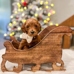 Mufasa - Red  male Goldendoodle puppy in Sulphur, Louisiana from Curly Q’s Of Carlyss