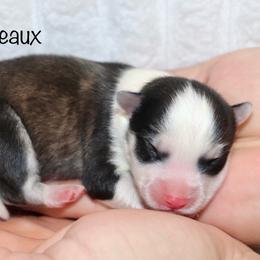 Boudreaux - Black and white male Pomsky puppy in Denham Springs, Louisiana from Bayouland Pomskies