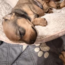 Peanut - Sable male Dachshund puppy in Pea Ridge, Arkansas from Cotton Patch Ridge
