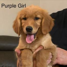 Ms Purple - Dark golden female Golden Retriever puppy in Yuba City, California from Family Loved Golden Retrievers