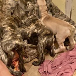 Mastiff Puppies from Eagle Pond Mastiffs