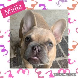 Millie - French Bulldog