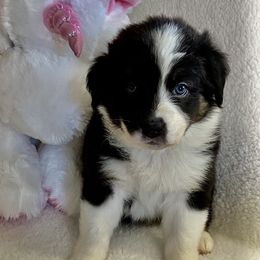 Australian Shepherd Puppies from Bedtime Story Australian Shepherds